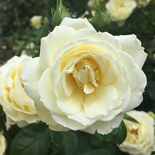 Yellow Summertime Heirloom Roses Shrub - Live Plant