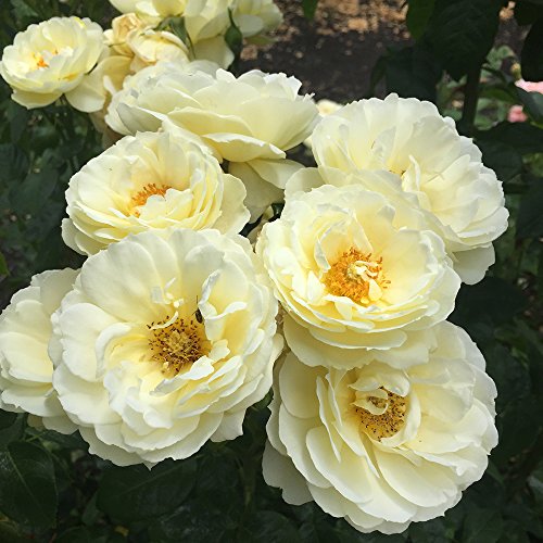 Yellow Summertime Heirloom Roses Shrub - Live Plant