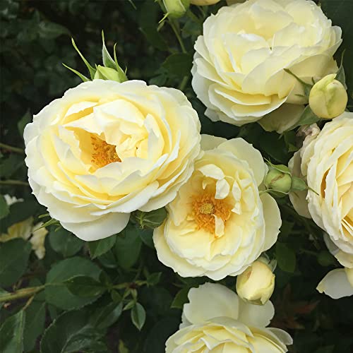 Yellow Summertime Heirloom Roses Shrub - Live Plant