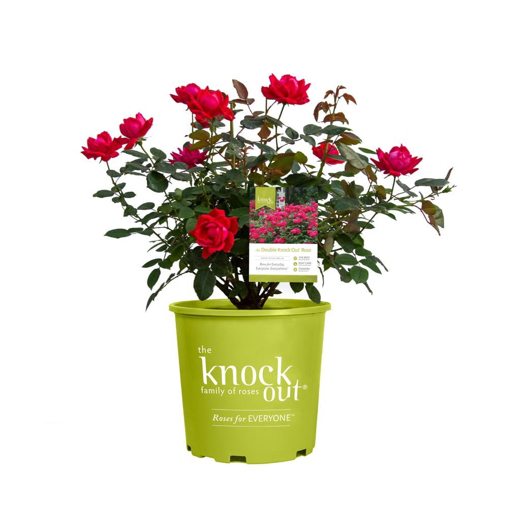 Rose Red Double Knock Out (1 Gallon) Flower