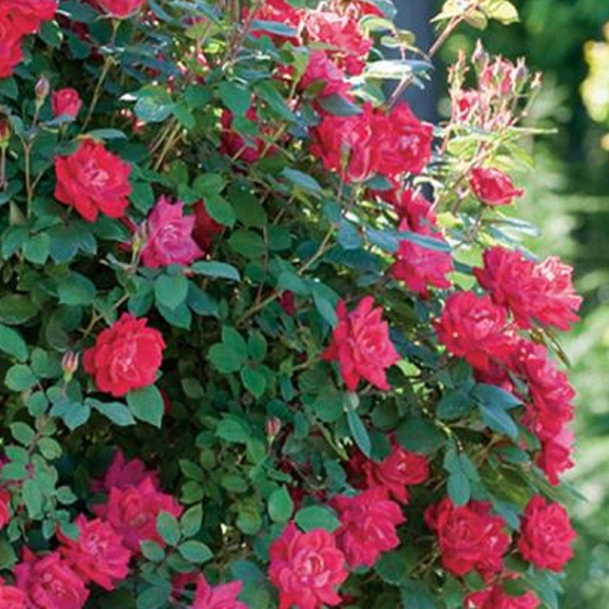 Rose Red Double Knock Out (1 Gallon) Flower