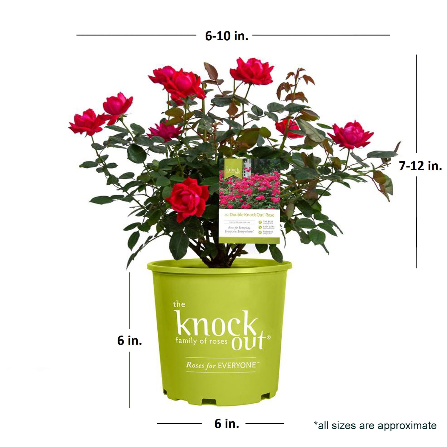 Rose Red Double Knock Out (1 Gallon) Flower