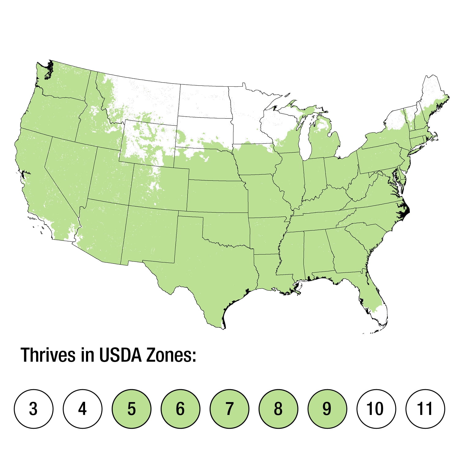 Rose Red Double Knock Out (1 Gallon) Flower