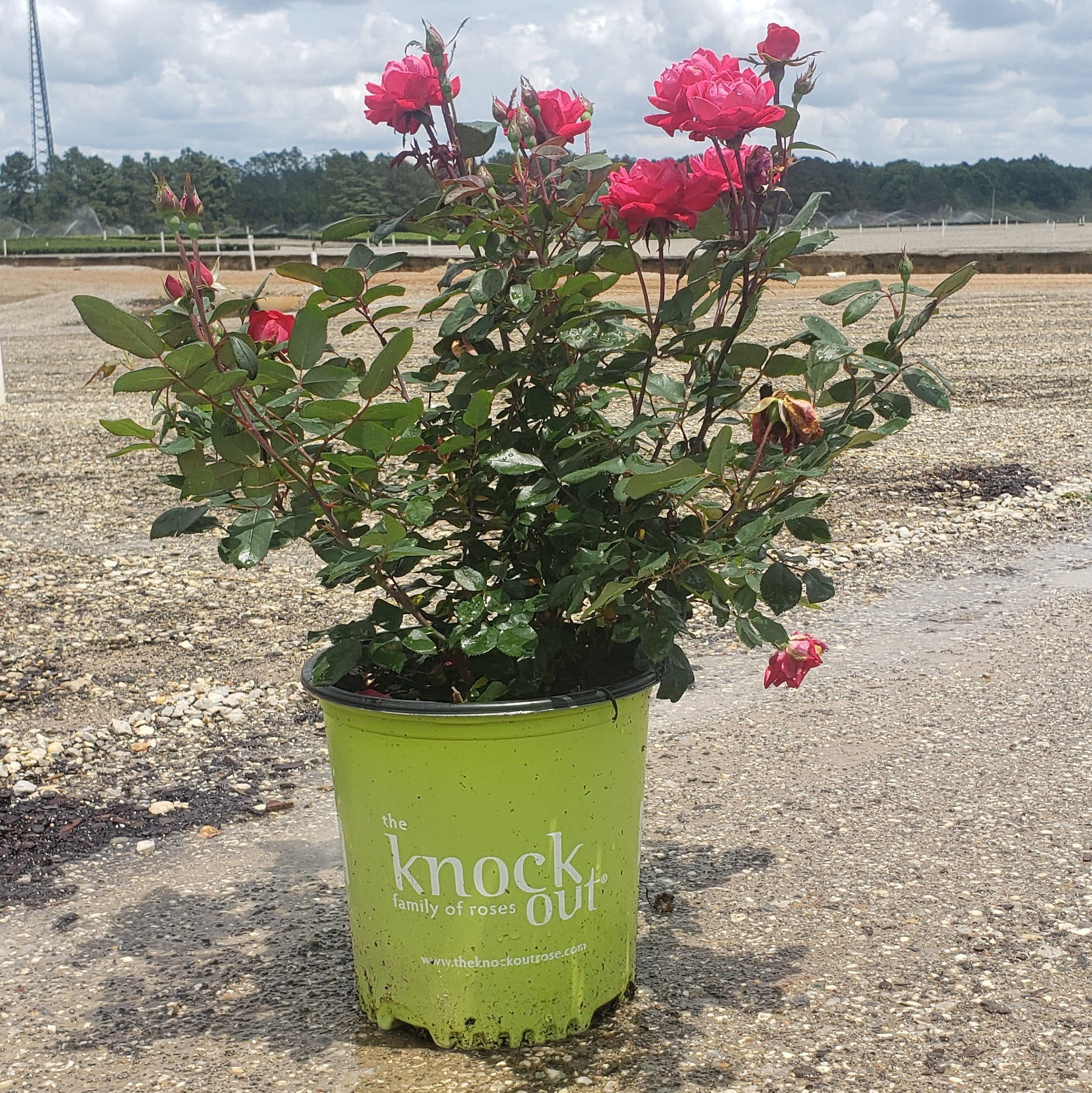 Rose Red Double Knock Out (1 Gallon) Flower