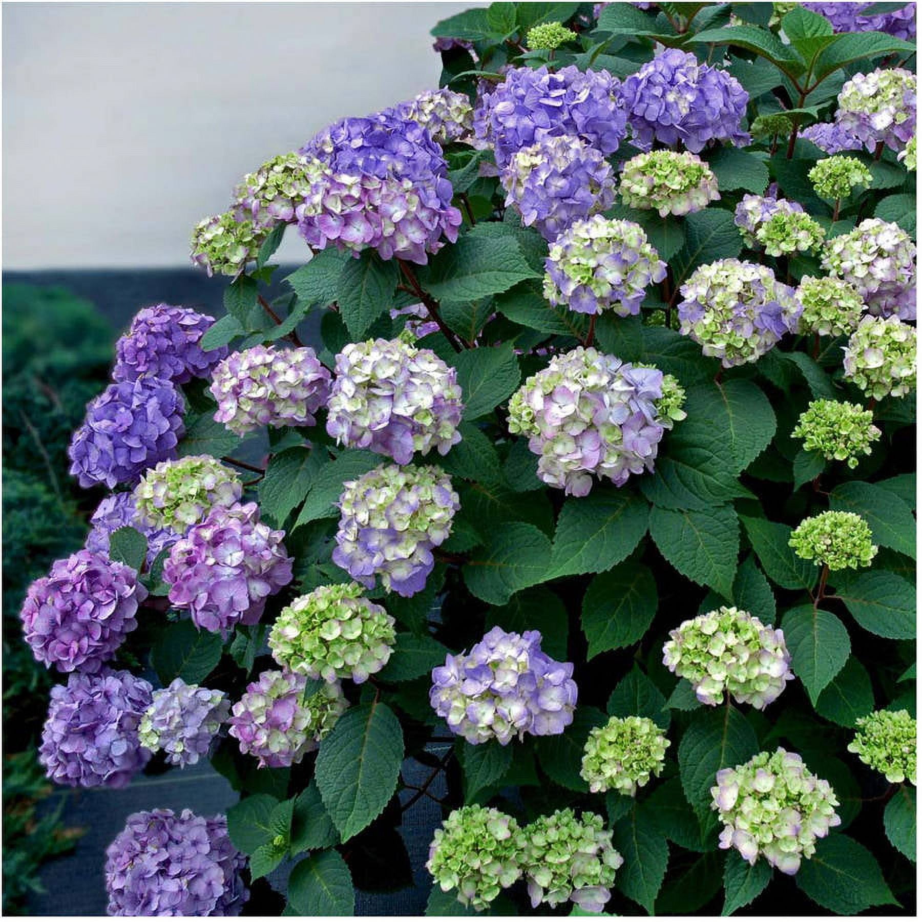 BloomStruck Endless Summer Hydrangea - Vibrant Outdoor Shrub