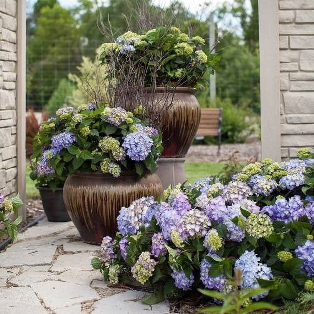 BloomStruck Endless Summer Hydrangea - Vibrant Outdoor Shrub