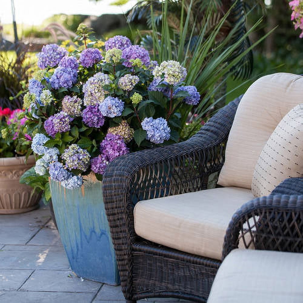 BloomStruck Endless Summer Hydrangea - Vibrant Outdoor Shrub