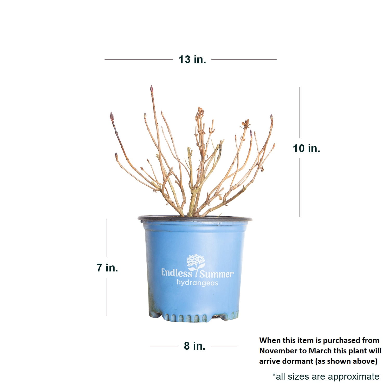 BloomStruck Endless Summer Hydrangea - Vibrant Outdoor Shrub