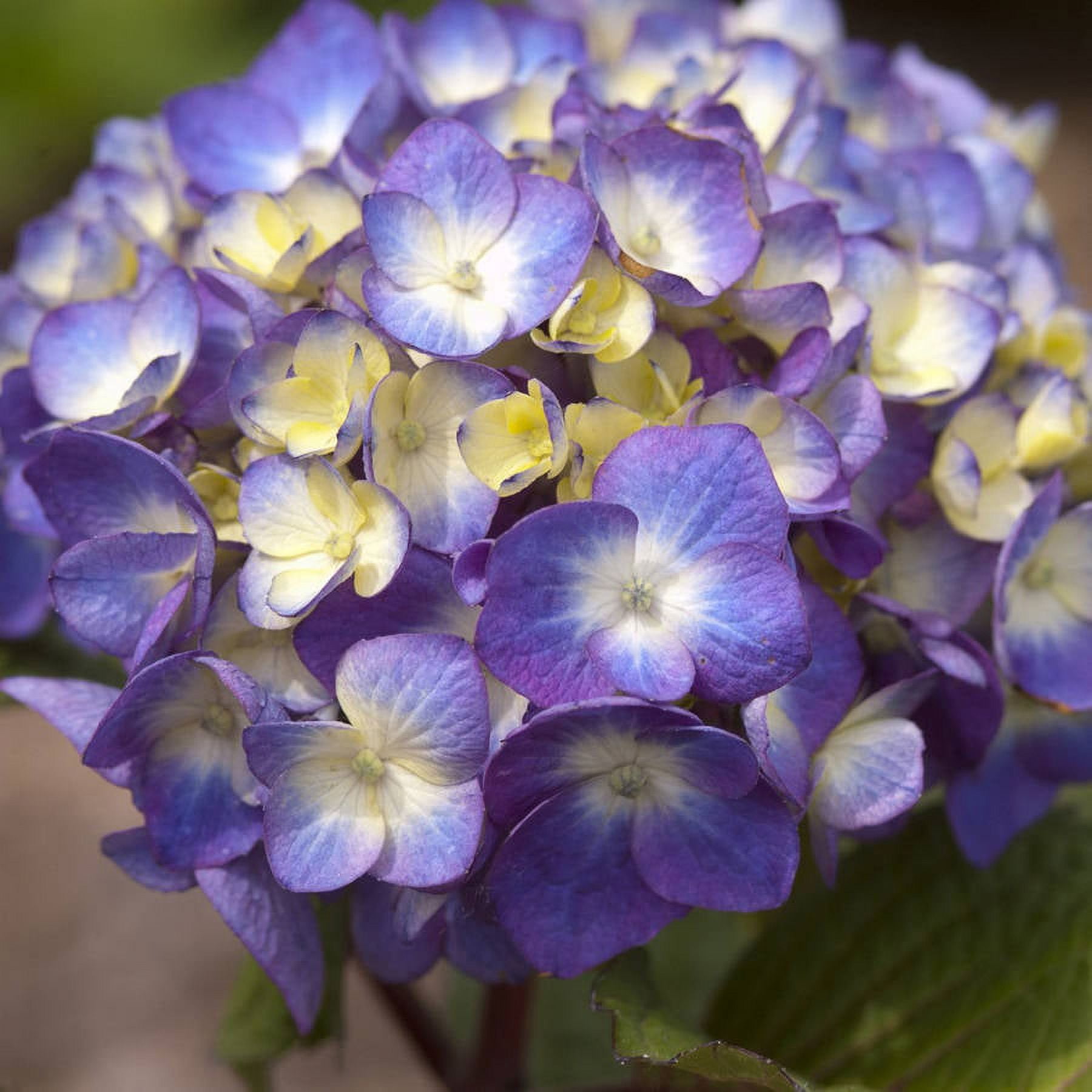 BloomStruck Endless Summer Hydrangea - Vibrant Outdoor Shrub