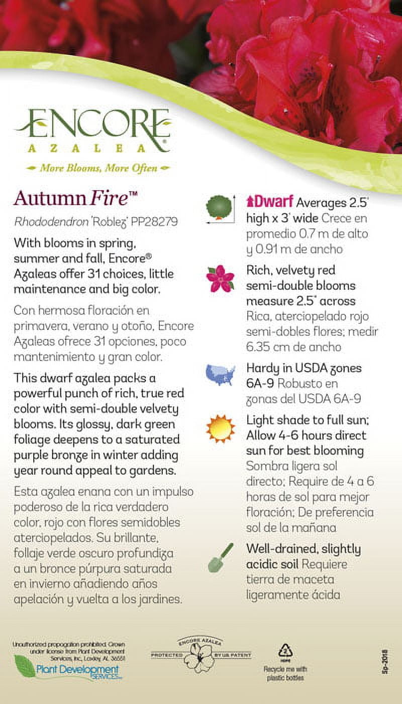 Encore Azalea Autumn Fire - Red Flowering Shrub