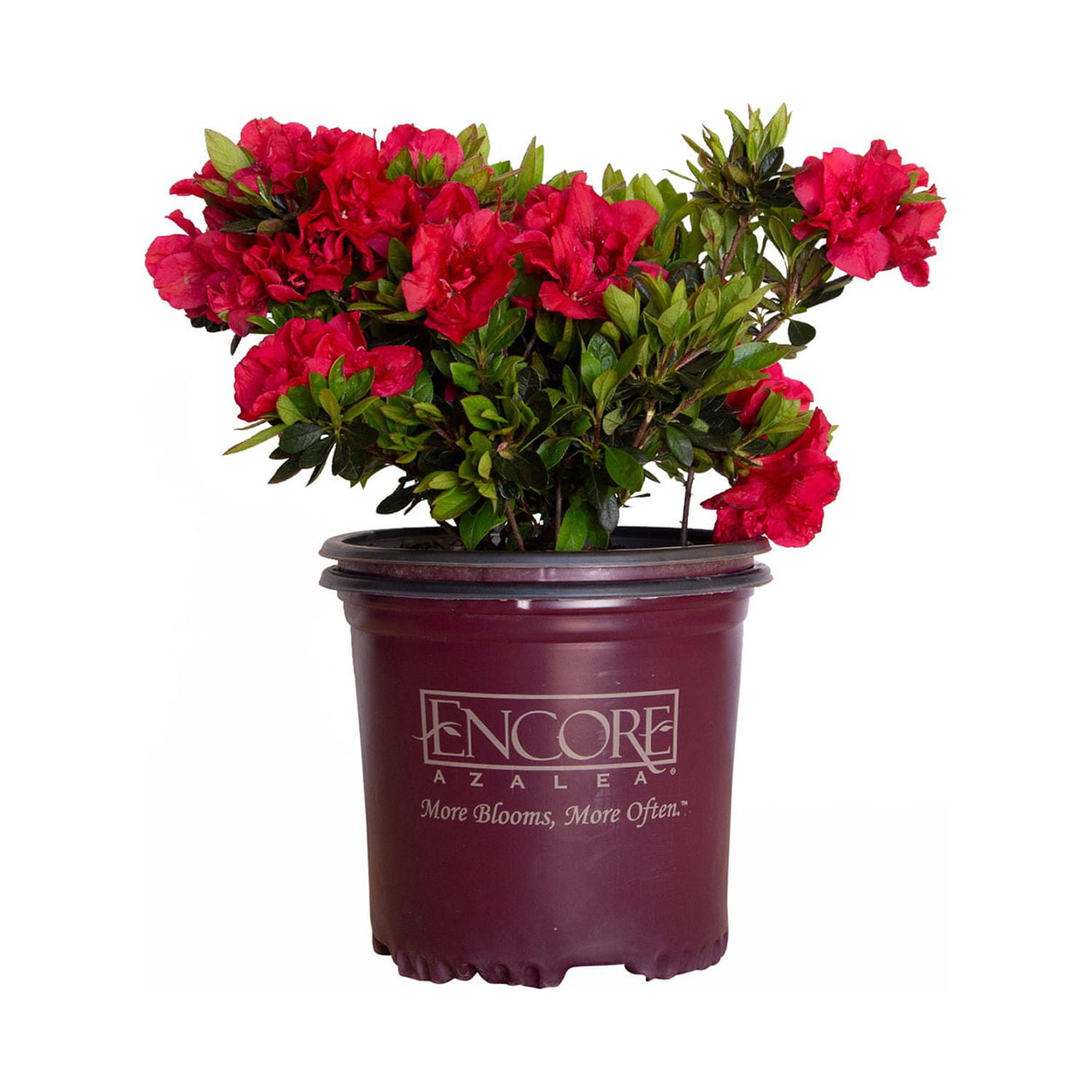 Encore Azalea Autumn Fire - Red Flowering Shrub
