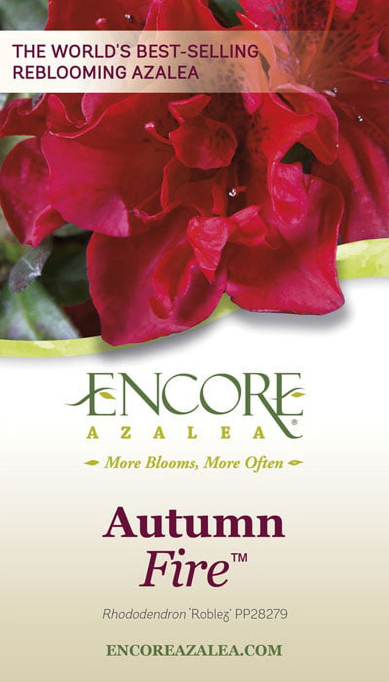 Encore Azalea Autumn Fire - Red Flowering Shrub