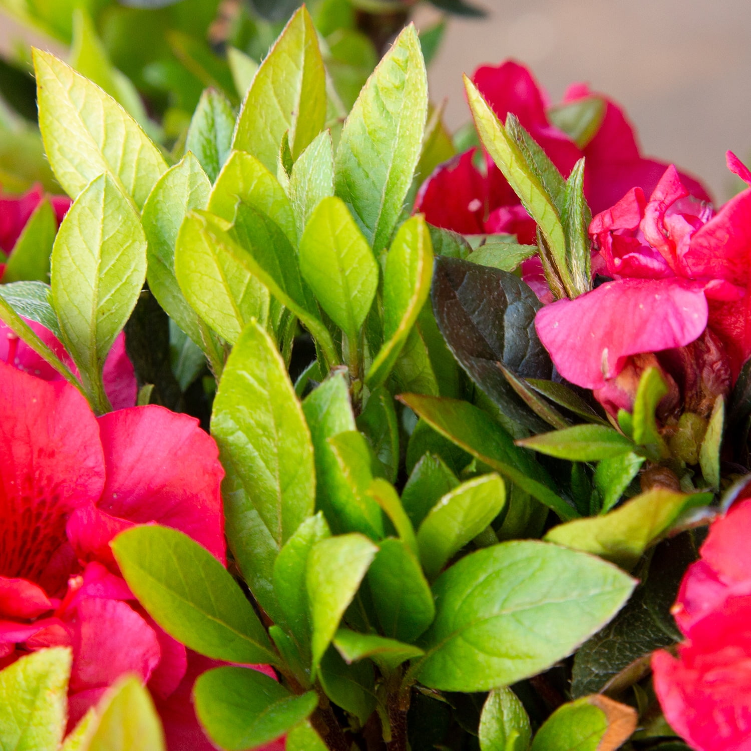 Encore Azalea Autumn Fire - Red Flowering Shrub