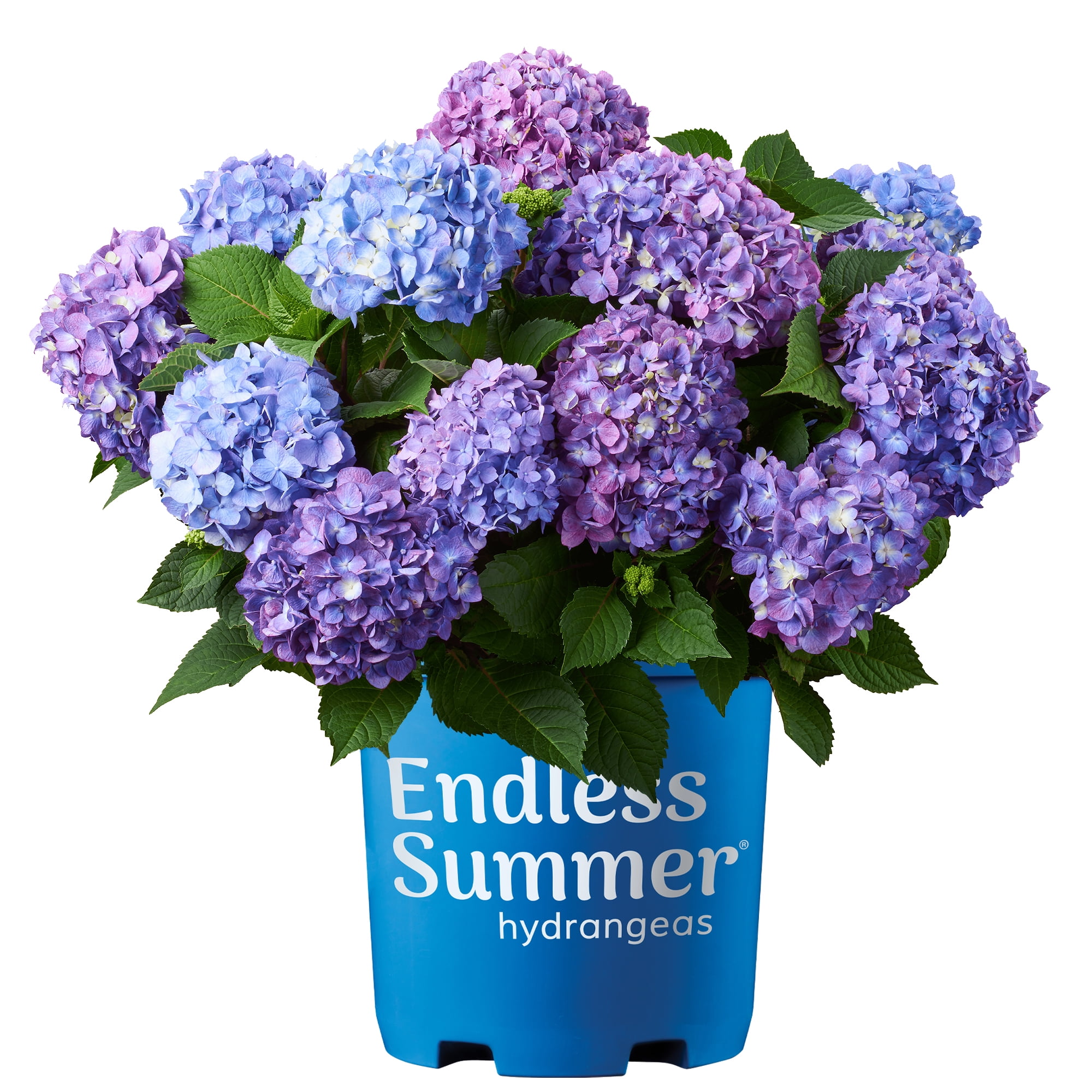 Hydrangea Bloomstruck Live Shrub - Endless Summer (1 Gal)