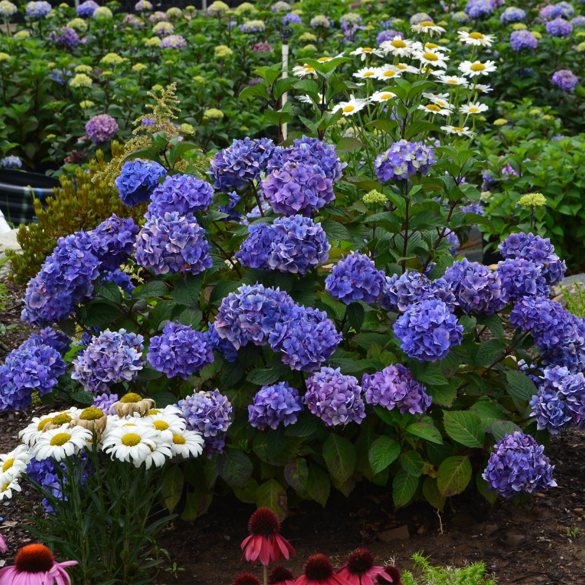 Hydrangea Bloomstruck Live Shrub - Endless Summer (1 Gal)