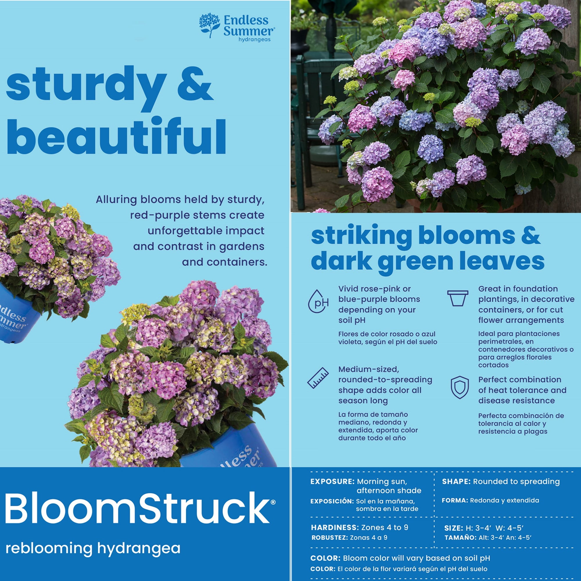 Hydrangea Bloomstruck Live Shrub - Endless Summer (1 Gal)