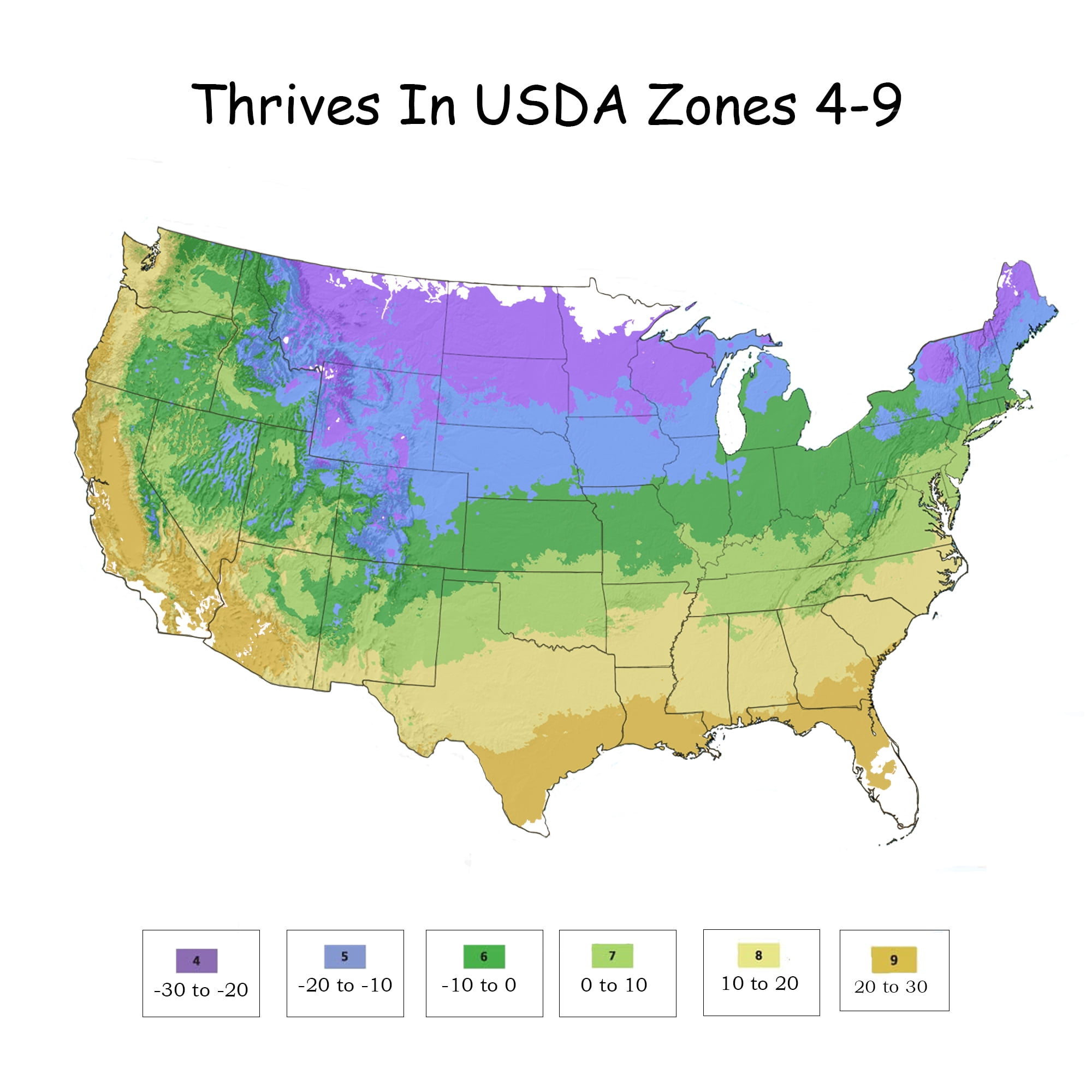 Hydrangea Bloomstruck Live Shrub - Endless Summer (1 Gal)