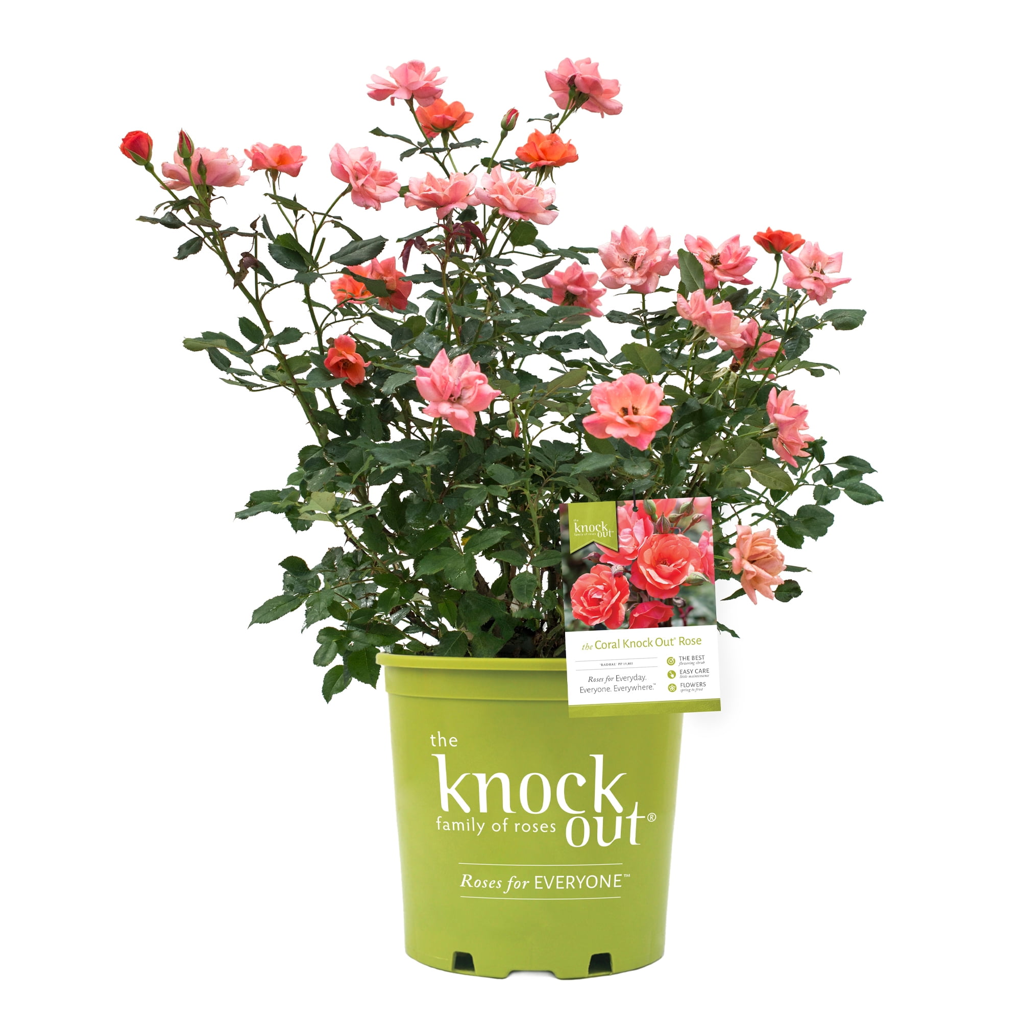 Coral Knock Out® Rose Live Shrubs: Coral Blooms, Green Foliage