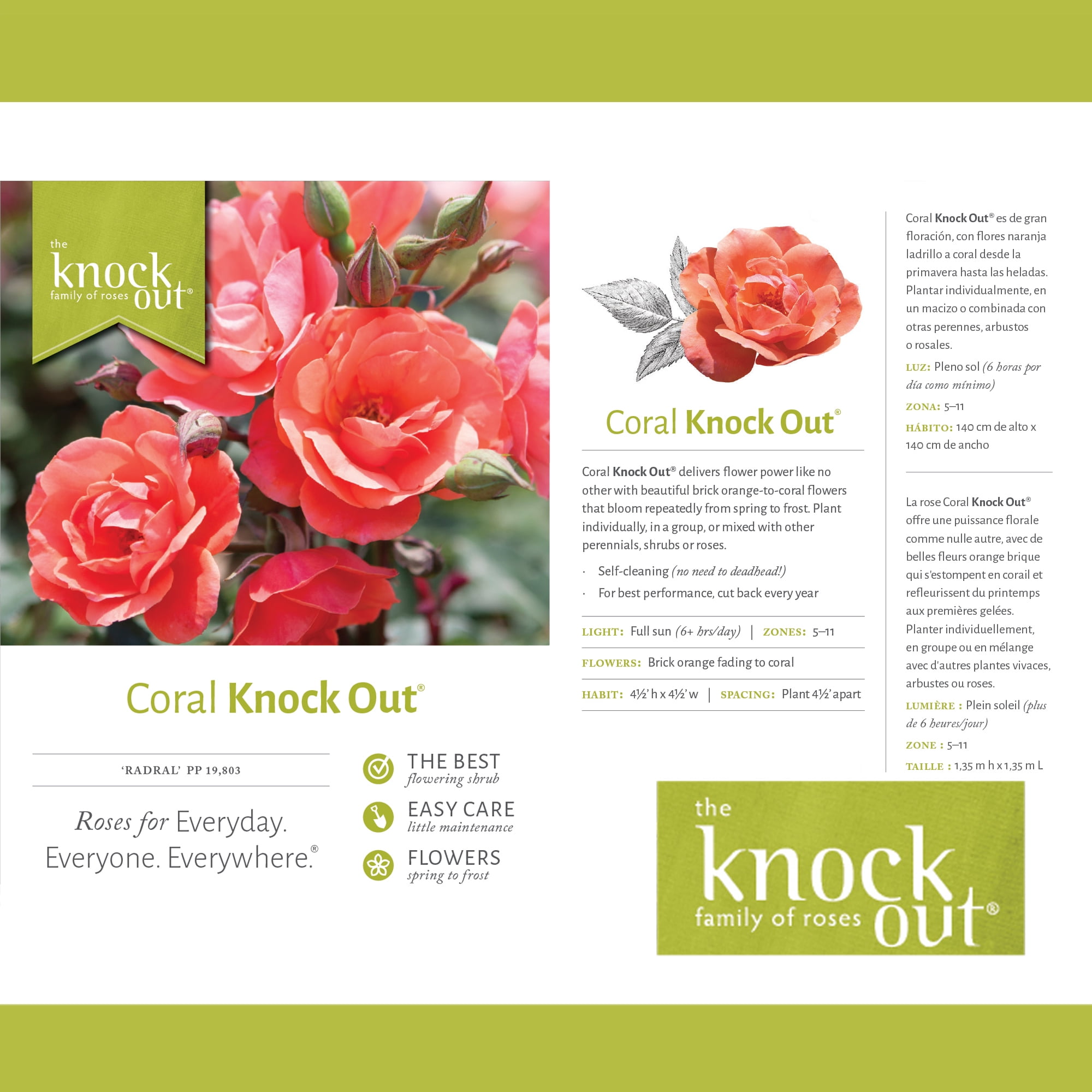 Coral Knock Out® Rose Live Shrubs: Coral Blooms, Green Foliage