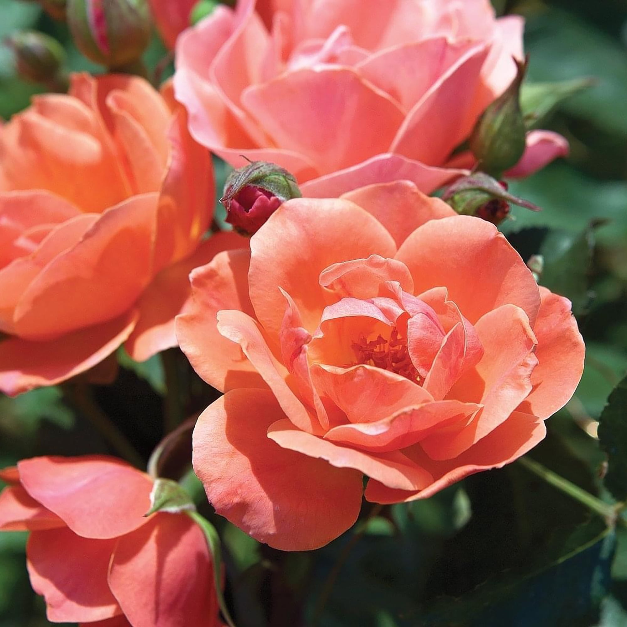 Coral Knock Out® Rose Live Shrubs: Coral Blooms, Green Foliage