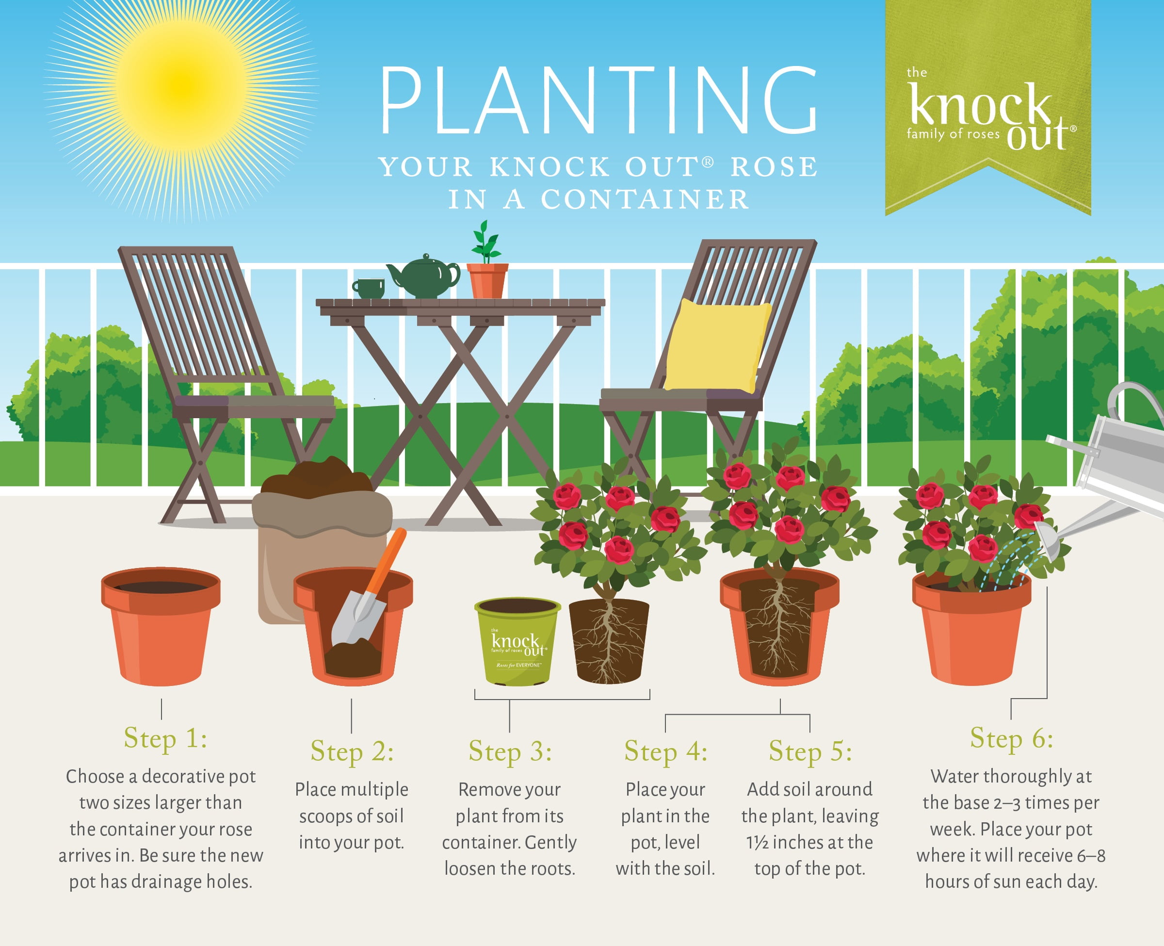 Coral Knock Out® Rose Live Shrubs: Coral Blooms, Green Foliage