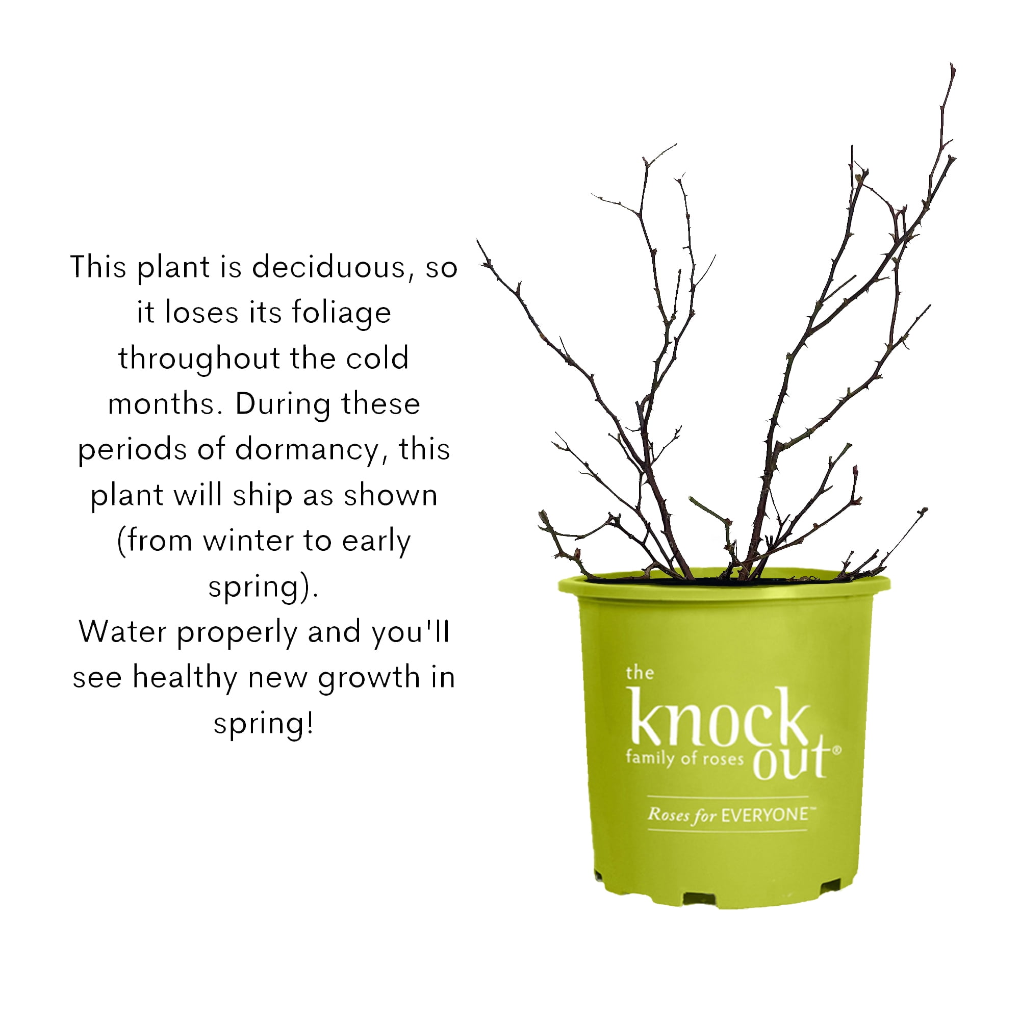 Coral Knock Out® Rose Live Shrubs: Coral Blooms, Green Foliage