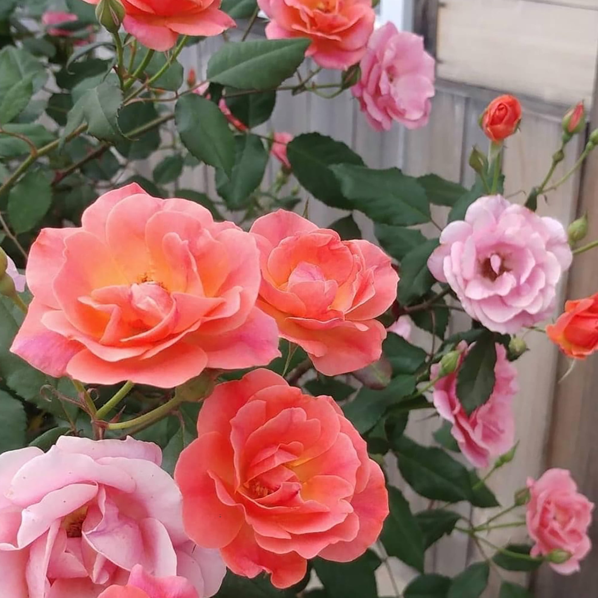Coral Knock Out® Rose Live Shrubs: Coral Blooms, Green Foliage