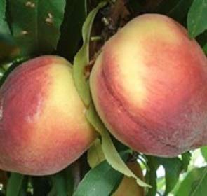 Belle of Georgia Peach Tree - Live Self-Pollinating Fruit Plant