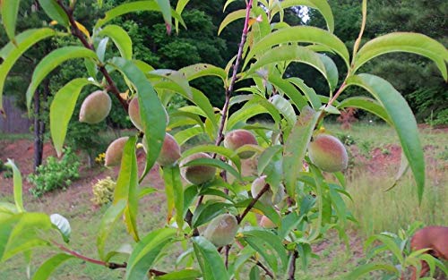 Belle of Georgia Peach Tree - Live Self-Pollinating Fruit Plant