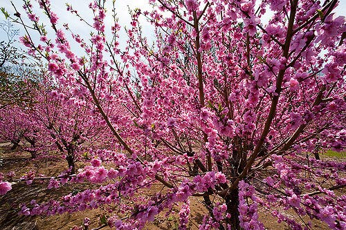 Belle of Georgia Peach Tree - Live Self-Pollinating Fruit Plant