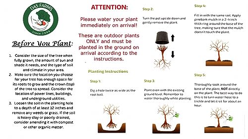 Belle of Georgia Peach Tree - Live Self-Pollinating Fruit Plant