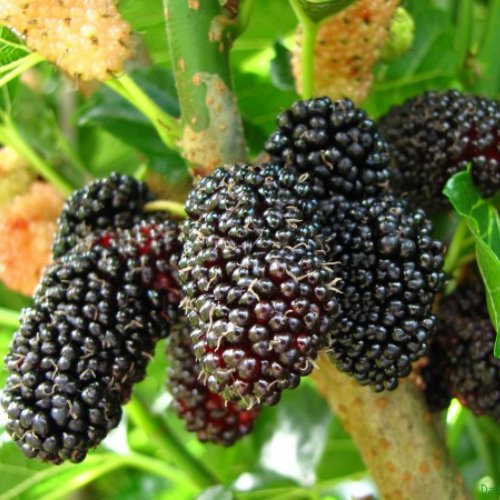 Mulberry "Dwarf Everbearing" Set of 4 Plants