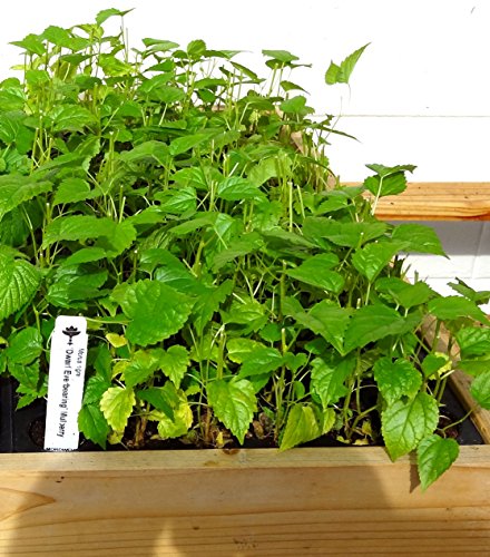 Mulberry "Dwarf Everbearing" Set of 4 Plants