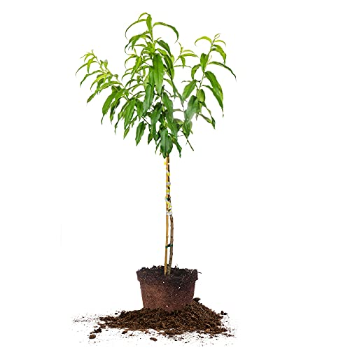 Flordaking Peach Tree: Large Fruit, Heavy Producer | 4-5ft. Tall