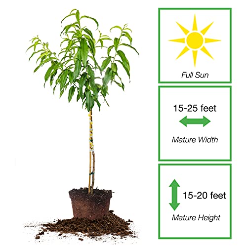 Flordaking Peach Tree: Large Fruit, Heavy Producer | 4-5ft. Tall