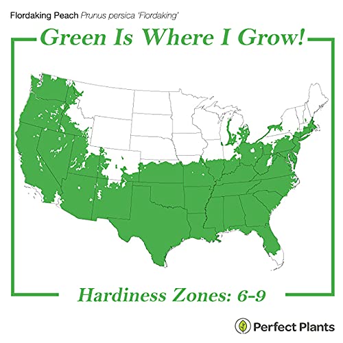 Flordaking Peach Tree: Large Fruit, Heavy Producer | 4-5ft. Tall