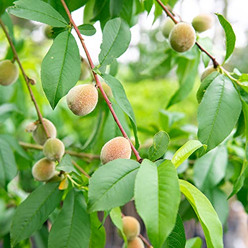 Flordaking Peach Tree: Large Fruit, Heavy Producer | 4-5ft. Tall