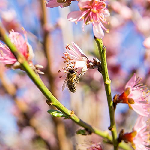 Flordaking Peach Tree: Large Fruit, Heavy Producer | 4-5ft. Tall