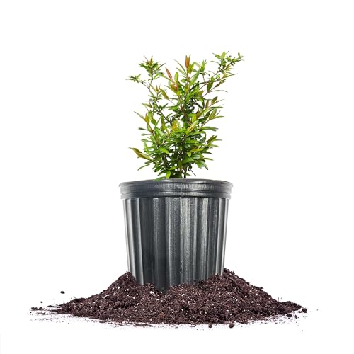 Russian Pomegranate Tree in 1 Gal. Pot | Cold Hardy & Delicious Fruit | Dwarf Size