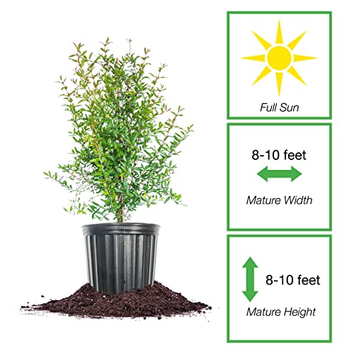 Russian Pomegranate Tree in 1 Gal. Pot | Cold Hardy & Delicious Fruit | Dwarf Size