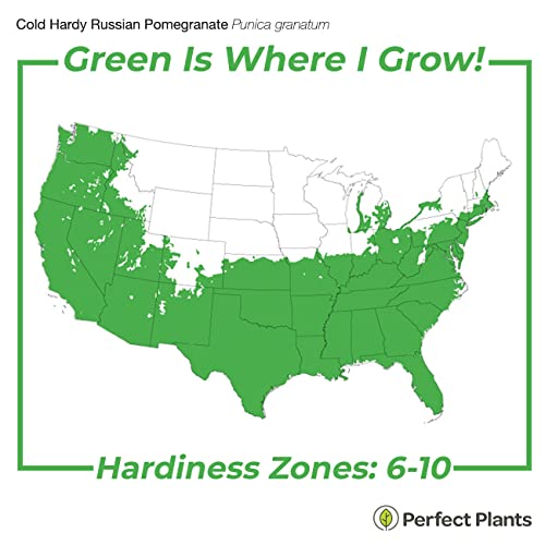 Russian Pomegranate Tree in 1 Gal. Pot | Cold Hardy & Delicious Fruit | Dwarf Size