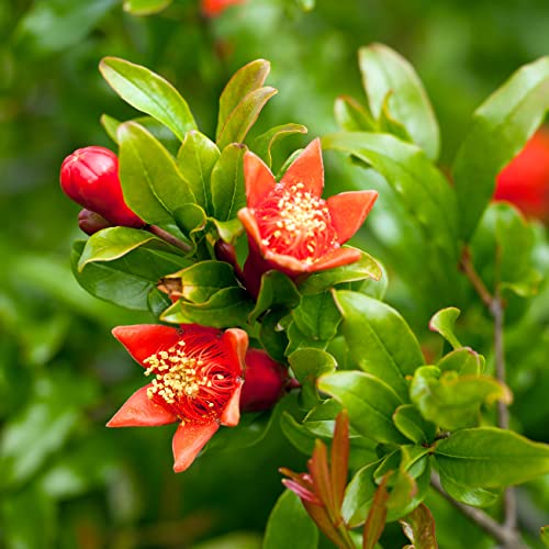 Russian Pomegranate Tree in 1 Gal. Pot | Cold Hardy & Delicious Fruit | Dwarf Size