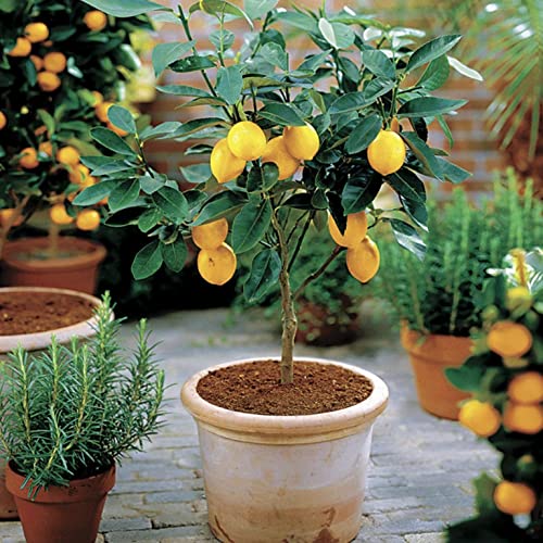Meyer Lemon Tree - 1 Gallon Pot - Florida Exclusive