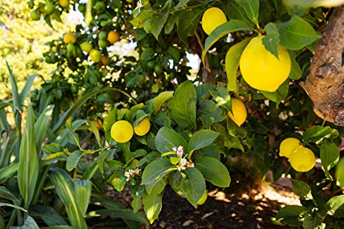Meyer Lemon Tree - 1 Gallon Pot - Florida Exclusive