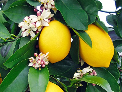 Meyer Lemon Tree - 1 Gallon Pot - Florida Exclusive