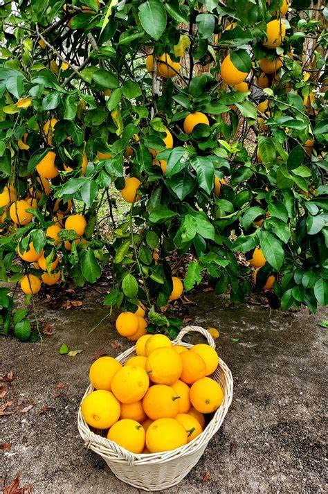 Meyer Lemon Tree - 1 Gallon Pot - Florida Exclusive