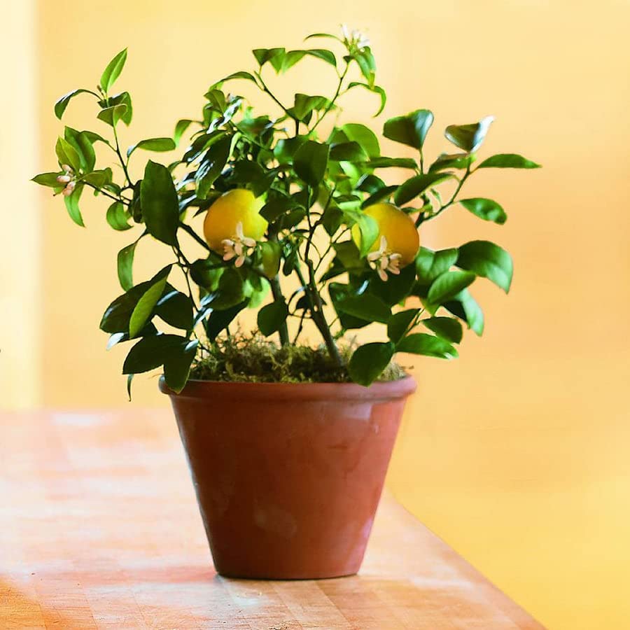 Meyer Lemon Tree - 1 Gallon Pot - Florida Exclusive