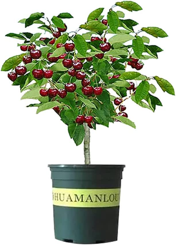 Live Black Cherry Tree Seedling for Home and Garden