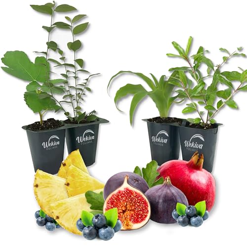 Edible Garden Plant Variety Pack - 4 Live Starter Plants