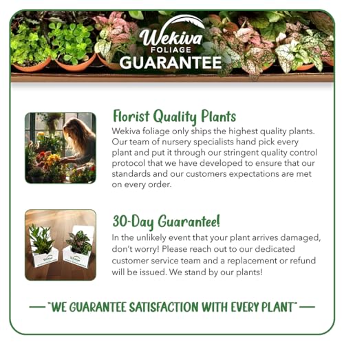 Edible Garden Plant Variety Pack - 4 Live Starter Plants